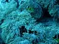 videos de nemo