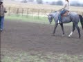Dapple Grey Quarter Horse Appaloosa Gelding