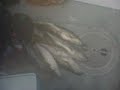 death to fish death to fish
