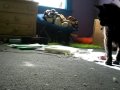 Blacky Chasing Sparkles
