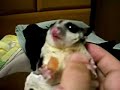 momonga eats dry fruits