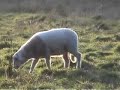 Regte Heide - Schapen - 15 april 2008 Regte Heide - Schapen - 15 april 2008