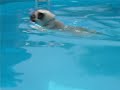 Pug\ Pug\