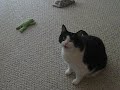 Squiggy throws a fit