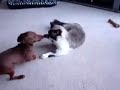 Mini Doxie vs. Ragdoll Siamese