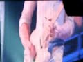 Van Halen - Beautiful Girls (May 25, 2008 Providence, RI)