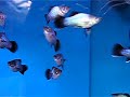 Tropical fish: blue wagtail platy