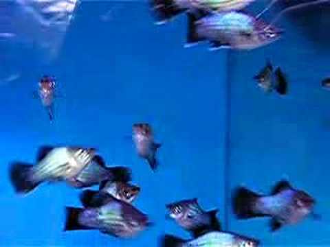 how to care platy fish