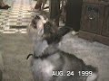 talking dogs