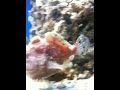 Mo's Antennarius striatus fish