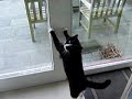 Poes wil buiten