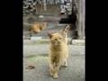 tokyo jihen--�K�L��(the road of the black cat)