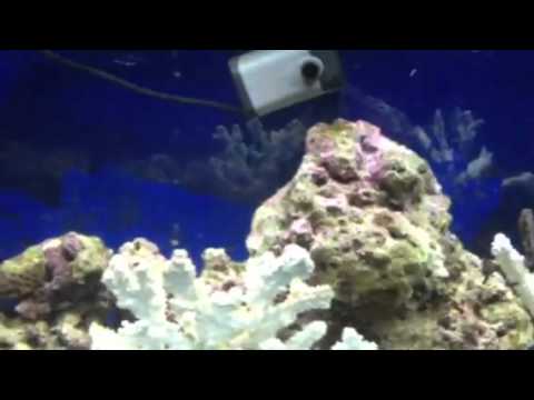 how to control aquarium air pump