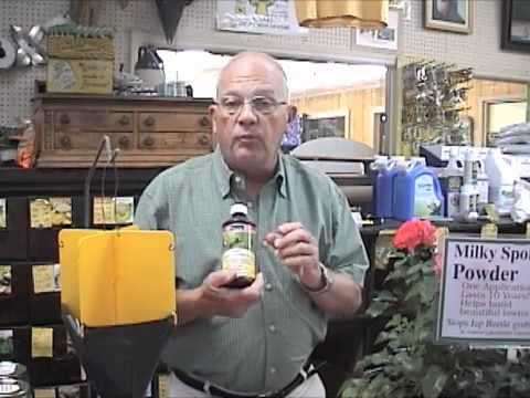 how to eliminate japanese beetles