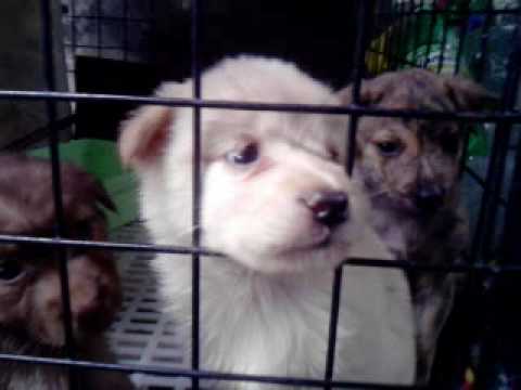 sample piece of tagalog sabayang pagbigkas in elementary about wika