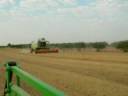 Claas Lexion 540 cosechando cebada