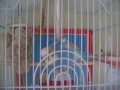 Fred Budgie Swingtastic
