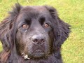 HOLLY THE NEWFIE HOLLY THE NEWFIE
