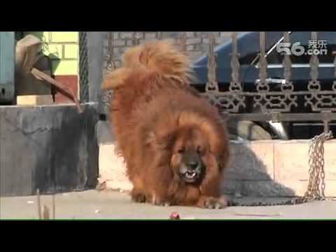 tibetan mastiff
