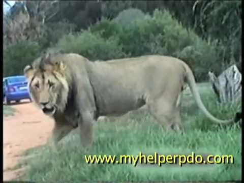 african lion