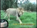 African Lion Attack! African Lion Attack!