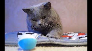 British Shorthair Cat Arnold 9 years old