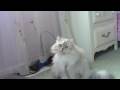 my cat