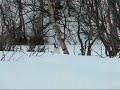 Rypa er k�t og klar til parring