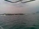 Seal Island (15 km from Simon's Town)