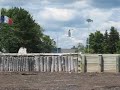 Le go�land casse des palourdes (coq)