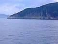 Delfini Elba Ottobre... Guarda video