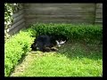 Pongo The Lazy Dog
