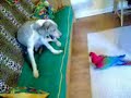 dog and bird