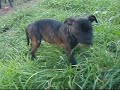 Cachorros