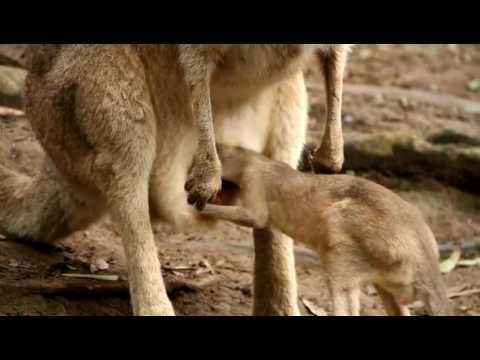Baby kangaroo joey jumps in pouch! - Currumbin Wildlife Sanctuary