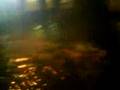 videos de tyrone havin fun in the flood