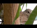 bird hd