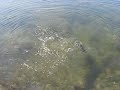 Largemouth Bass at Jamaica Pond