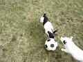 Beckham Beware! Beckham Beware!