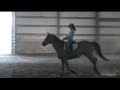 Horse for sale- 1st level Dressage, Trail, Anyone can ride