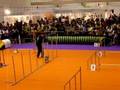 DANA en una Exhibicio d'Agility (12.10.08)