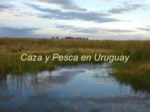Ver vídeo