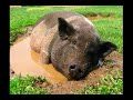 Potbellied Pig Photo Gallery