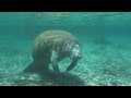 Manatees - Horrifying Planet