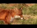 Fox Hunting in Kirkintilloch (Woodilee) Fox Hunting in Kirkintilloch (Woodilee)