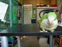 Parakeet learning to do a shape matching trick