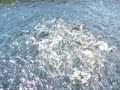 The lovely horror of fish hatcheries, Part One