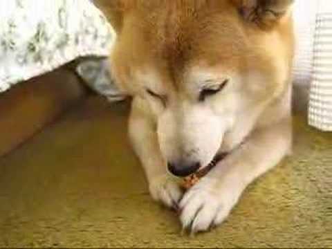ピーナッツYoutube(ユーチューブ・ゆーちゅーぶ)・Dailymotion動画