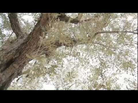 Video of Armonia Alpujarra