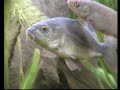 Mirror carp in my Cold water fish tank/ SpiegelKarpfen im Aquarium [3/3]